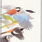 新・山野の鳥 (野鳥観察ハンディ図鑑)